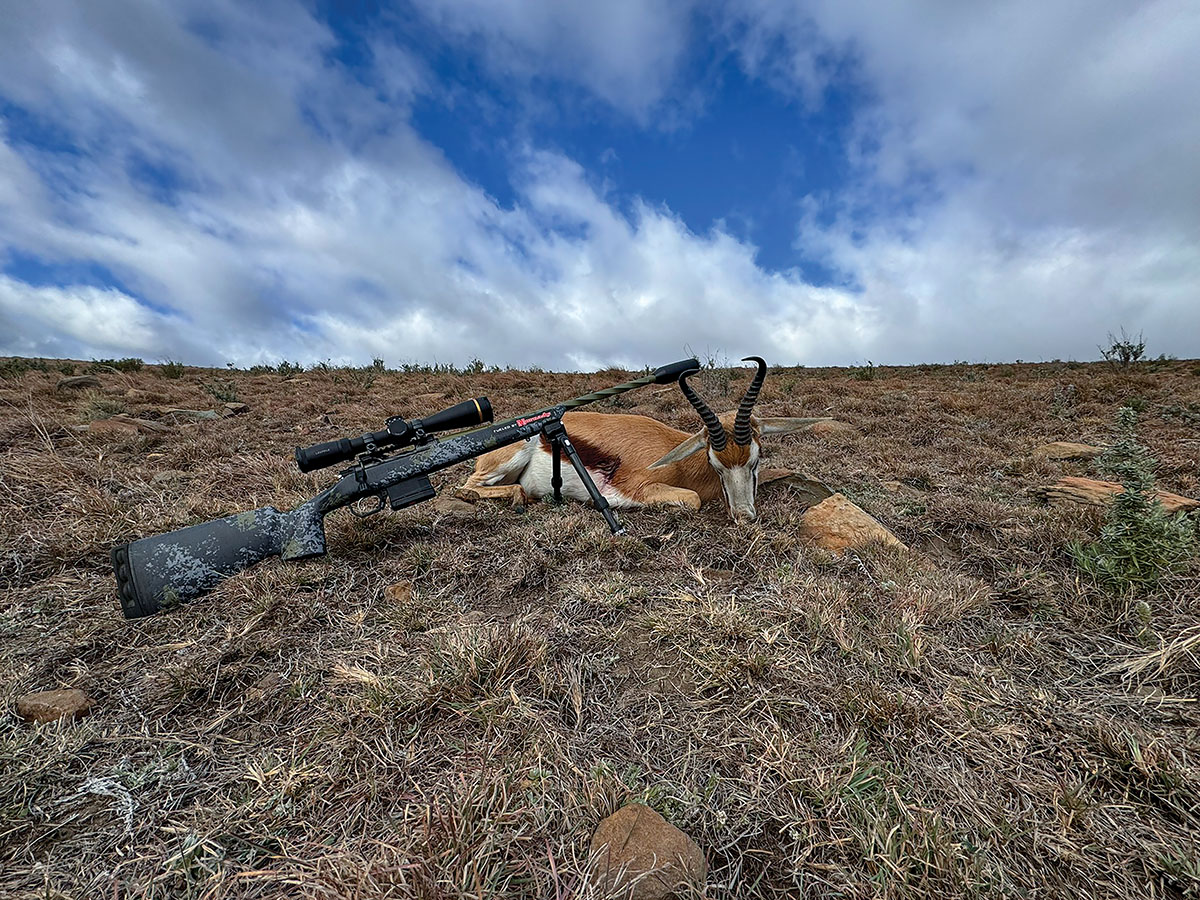 The second animal taken was a springbok at 212 yards with the 22  Creedmoor. The bullet acheived full pass through on the animal and left an  impressive blood trail.
